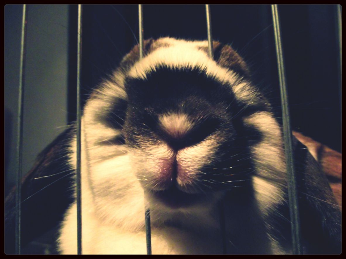 A rabbit poking its nose between cage wires