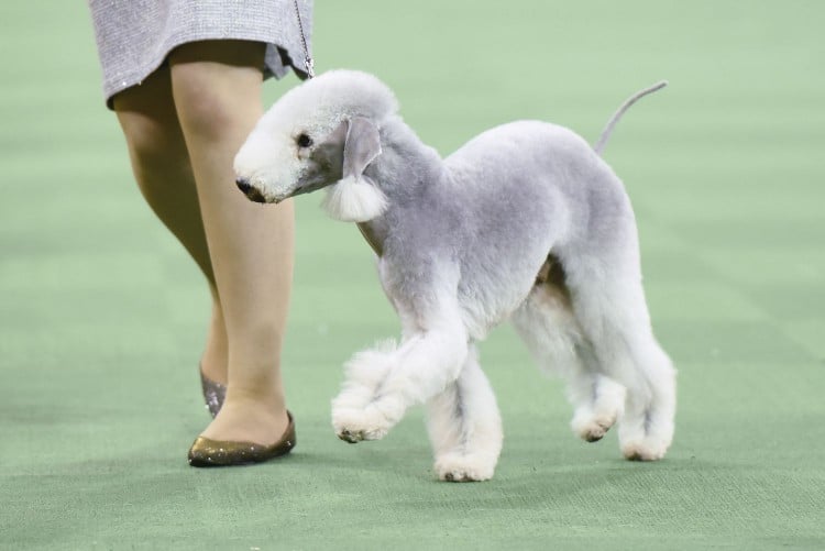 bedlington terrier show