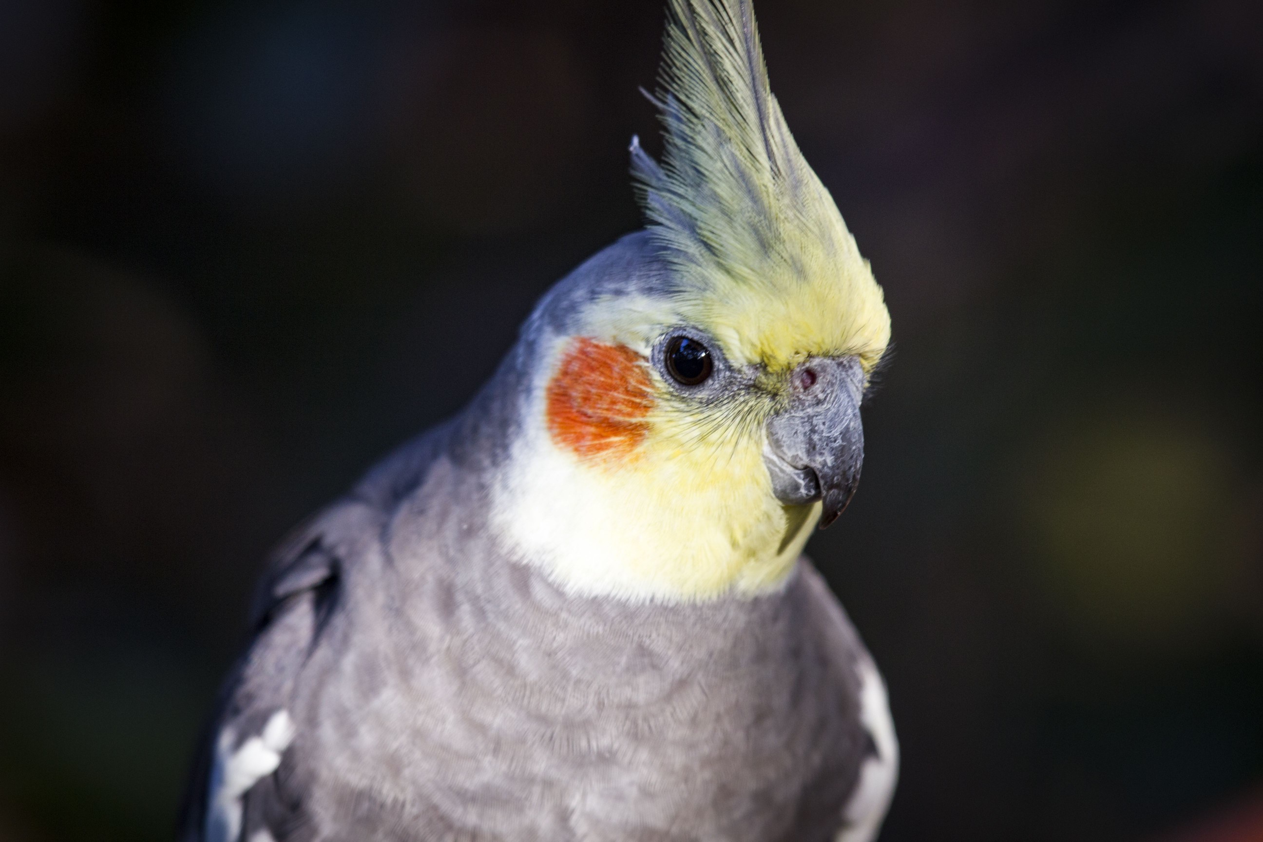 Cockatiel portrait