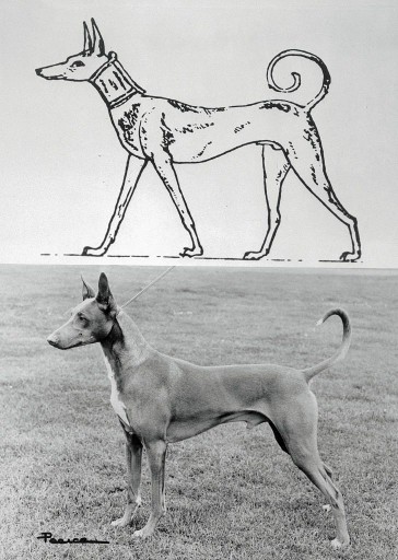 Pharaoh Hound