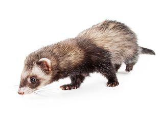 Why Do Ferrets Stink? Why Do Ferrets Stink?