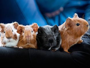 Breeding Guinea Pigs