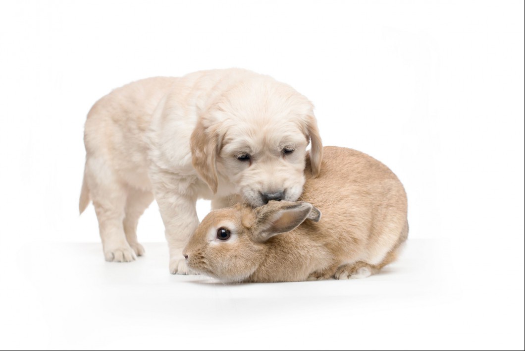 Palomino rabbit