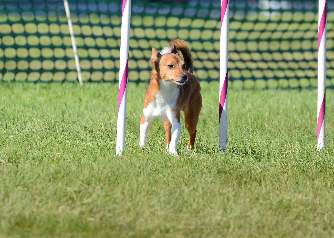 Short haired Portuguese Podengo Pequeno standing on an agility course.