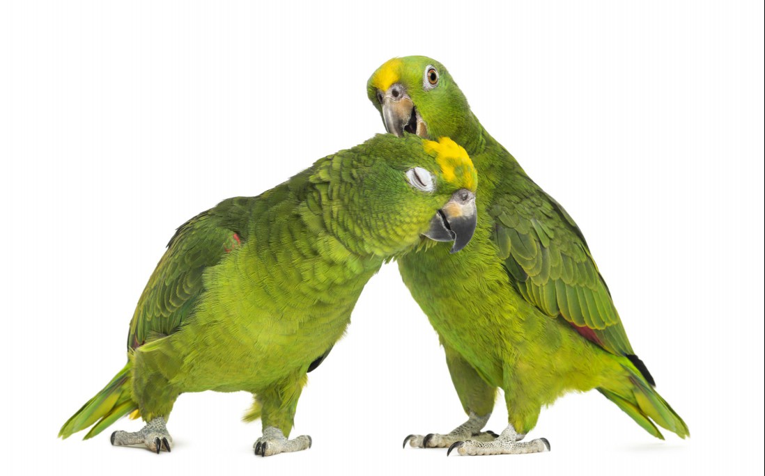 Amazon parrots
