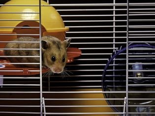 How to Choose the Best Cage for Your Syrian Hamster