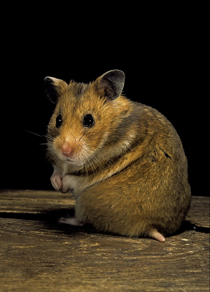 Syrian hamster