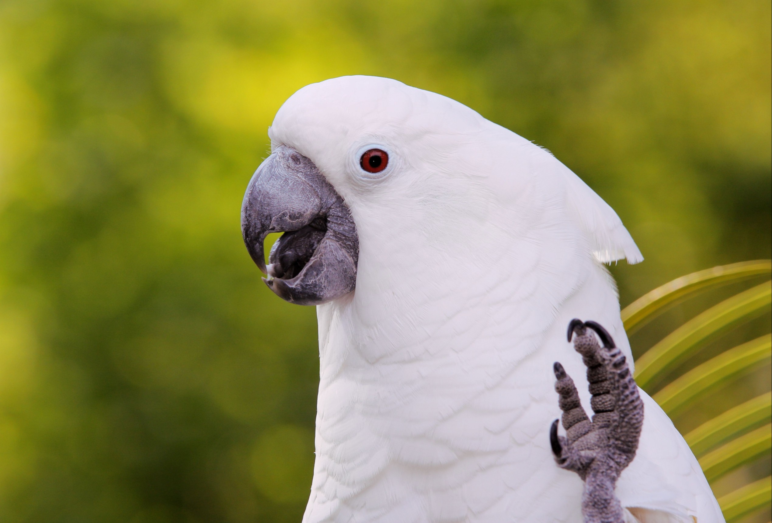Umbrella cockatoo