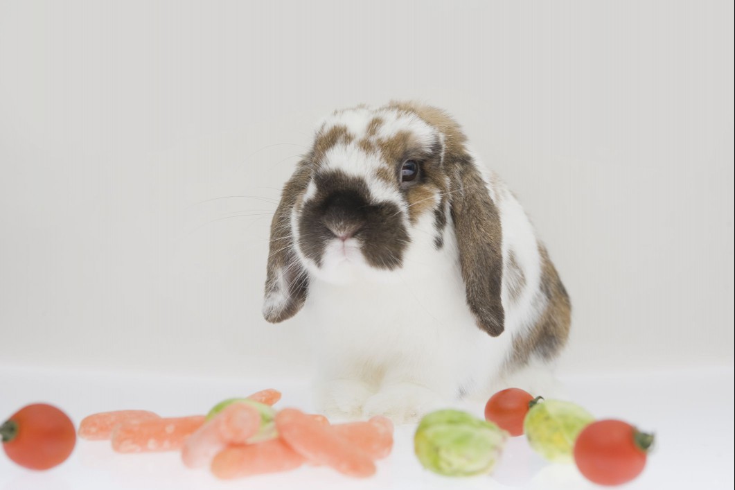 Holland lop-eared rabbit