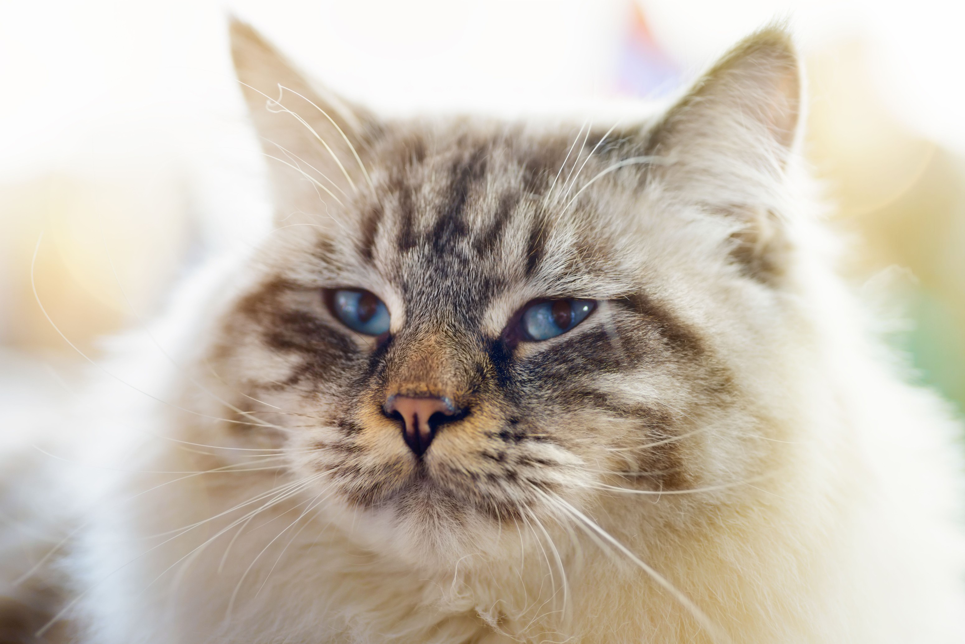 A close-up of a ragamuffin cat.