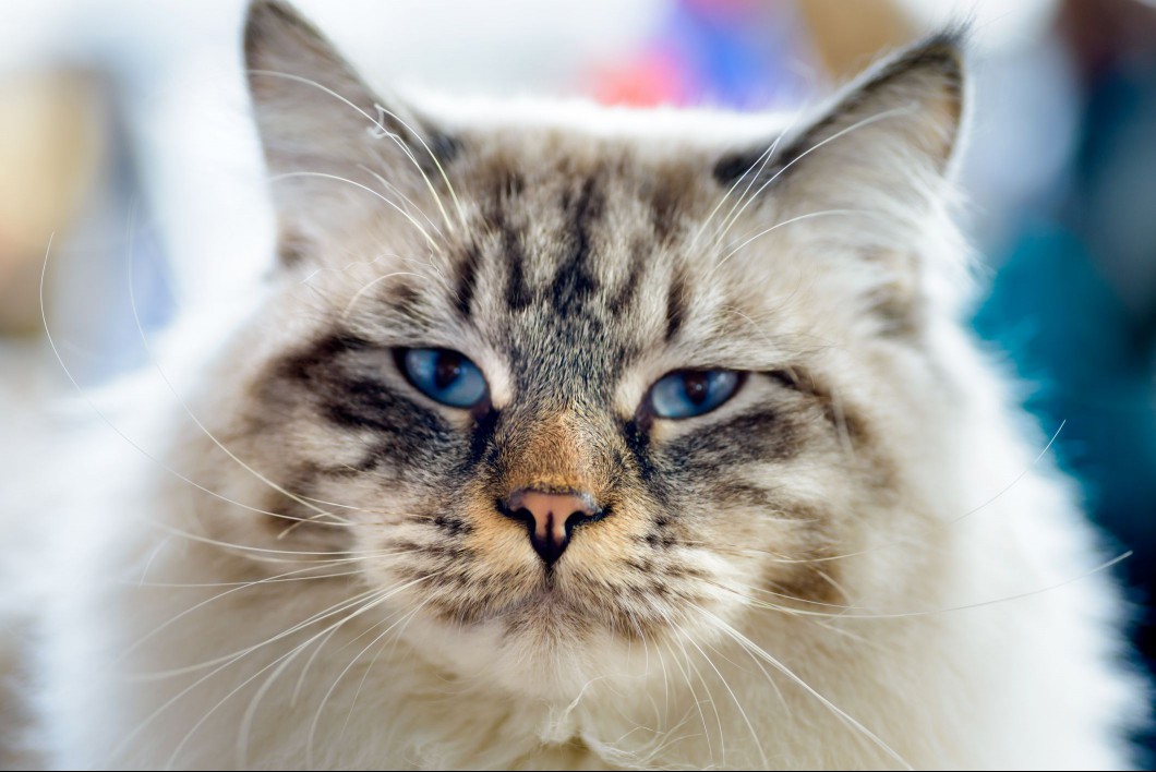 RagaMuffin cat