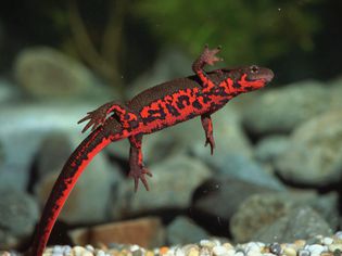 Fire Belly Newt: Species Profile Fire Belly Newt: Species Profile