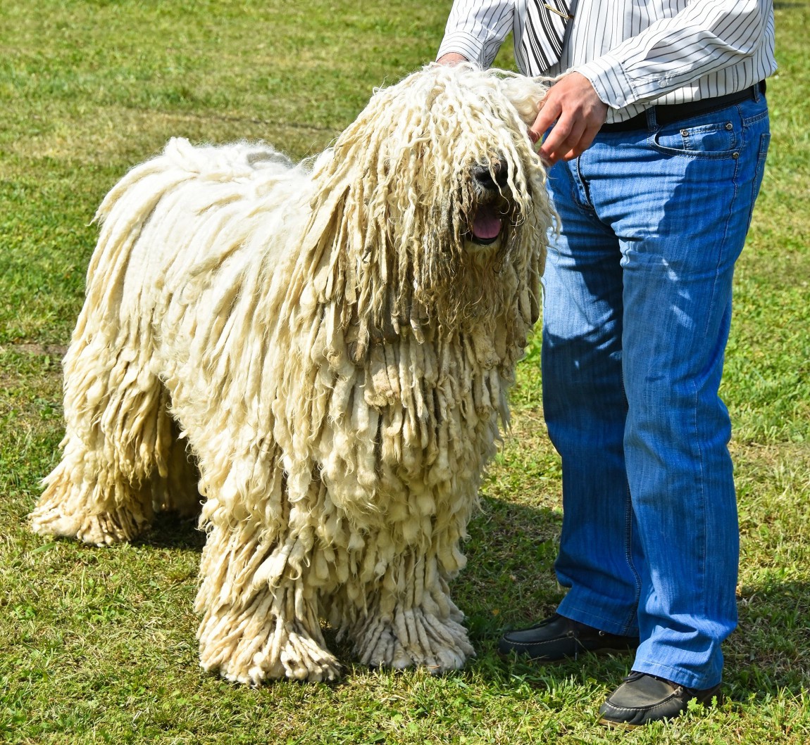 Komondor at a dog show.