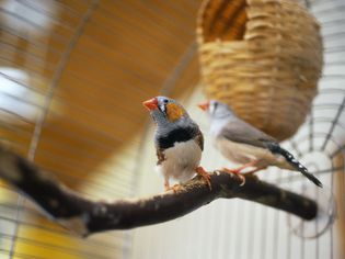 Zebra finches in a cage