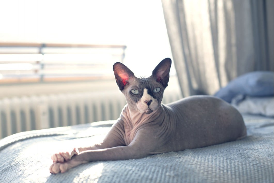 Hairless cat names Sphynx cat