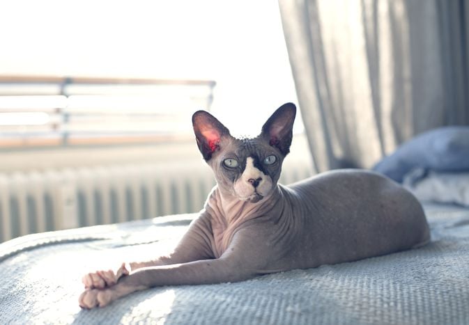 How to Care for a Hairless Cat
