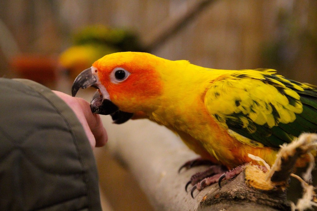 Parrot biting finger