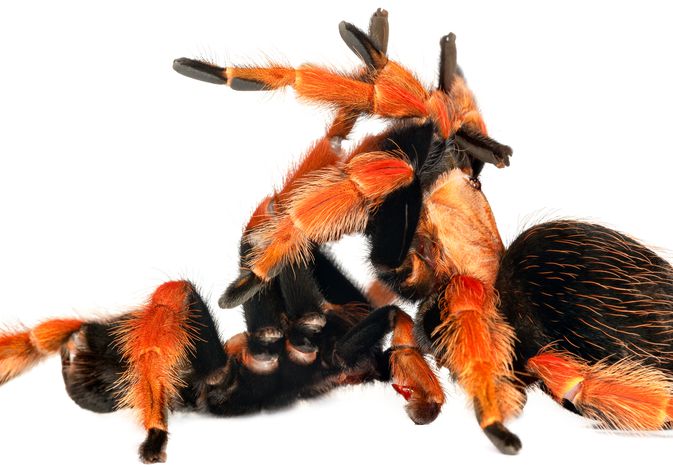 How Do Tarantulas Mate?
