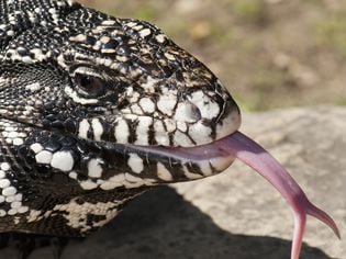 Exotic Pet Names That Start With