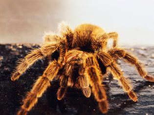 How to Care for a Pet Chilean Rose Tarantula