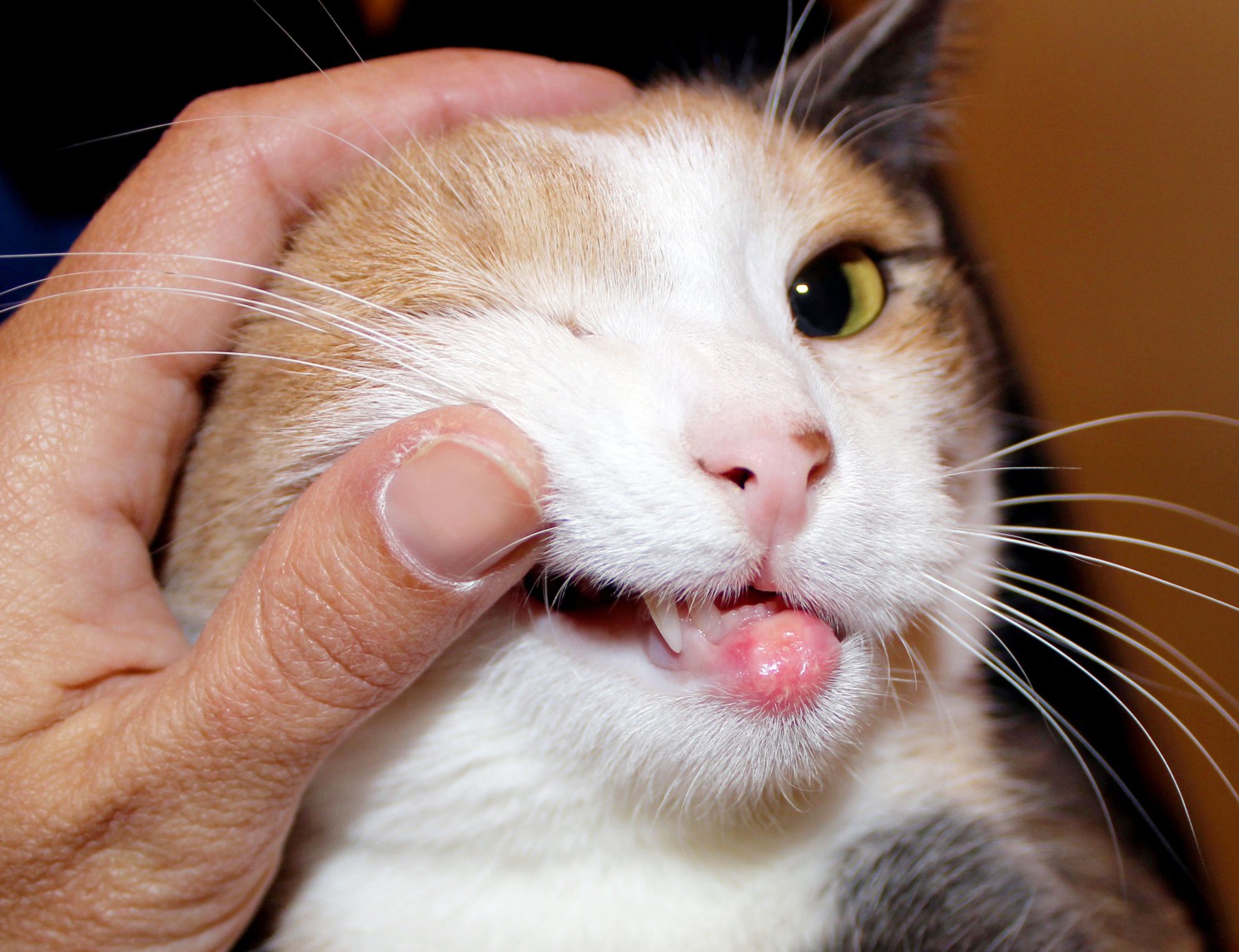 eosinophilic granuloma in cat