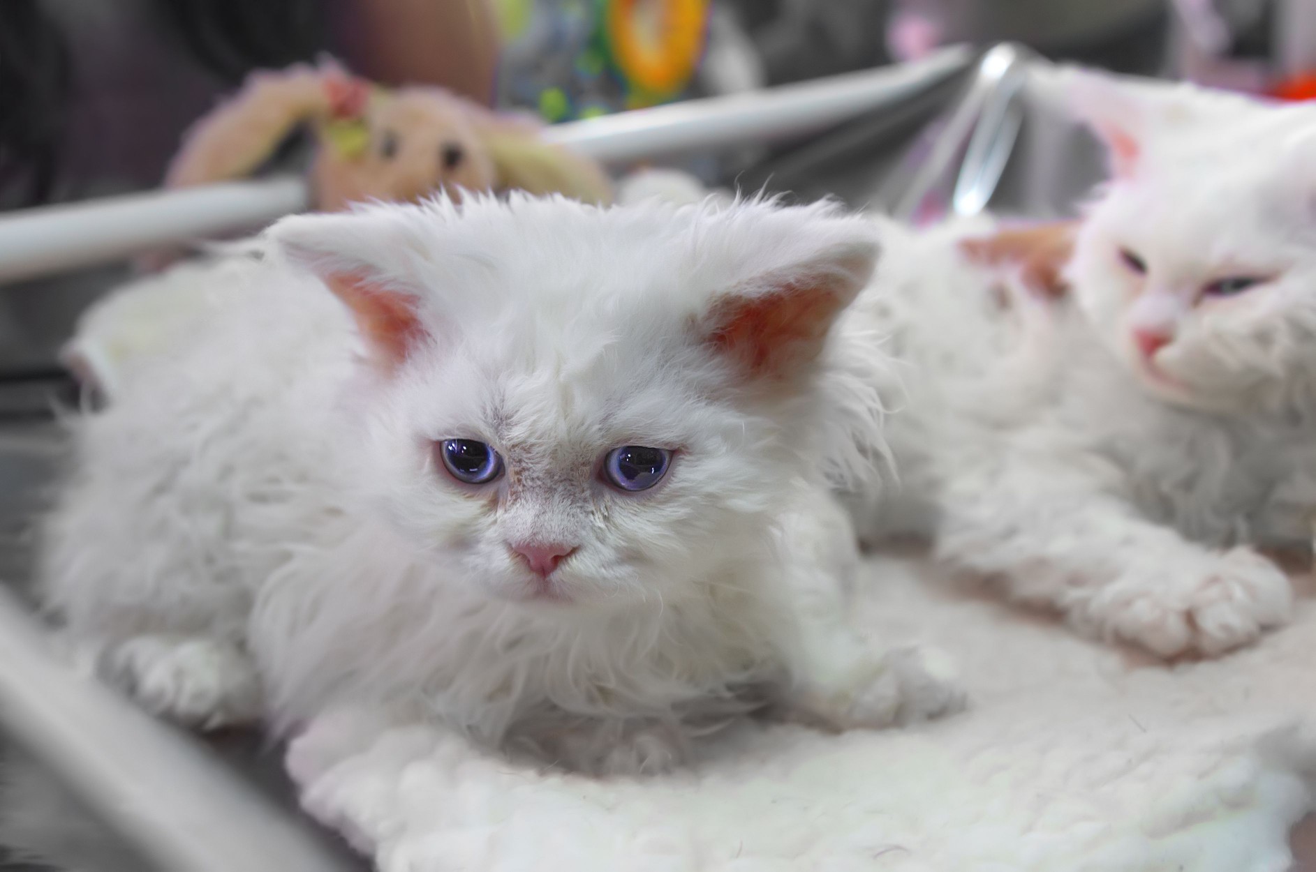 White Selkirk Rex kittens