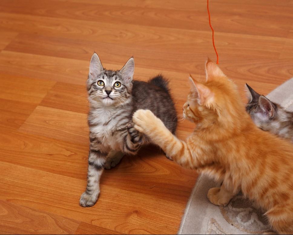 Kurilian Bobtail kittens