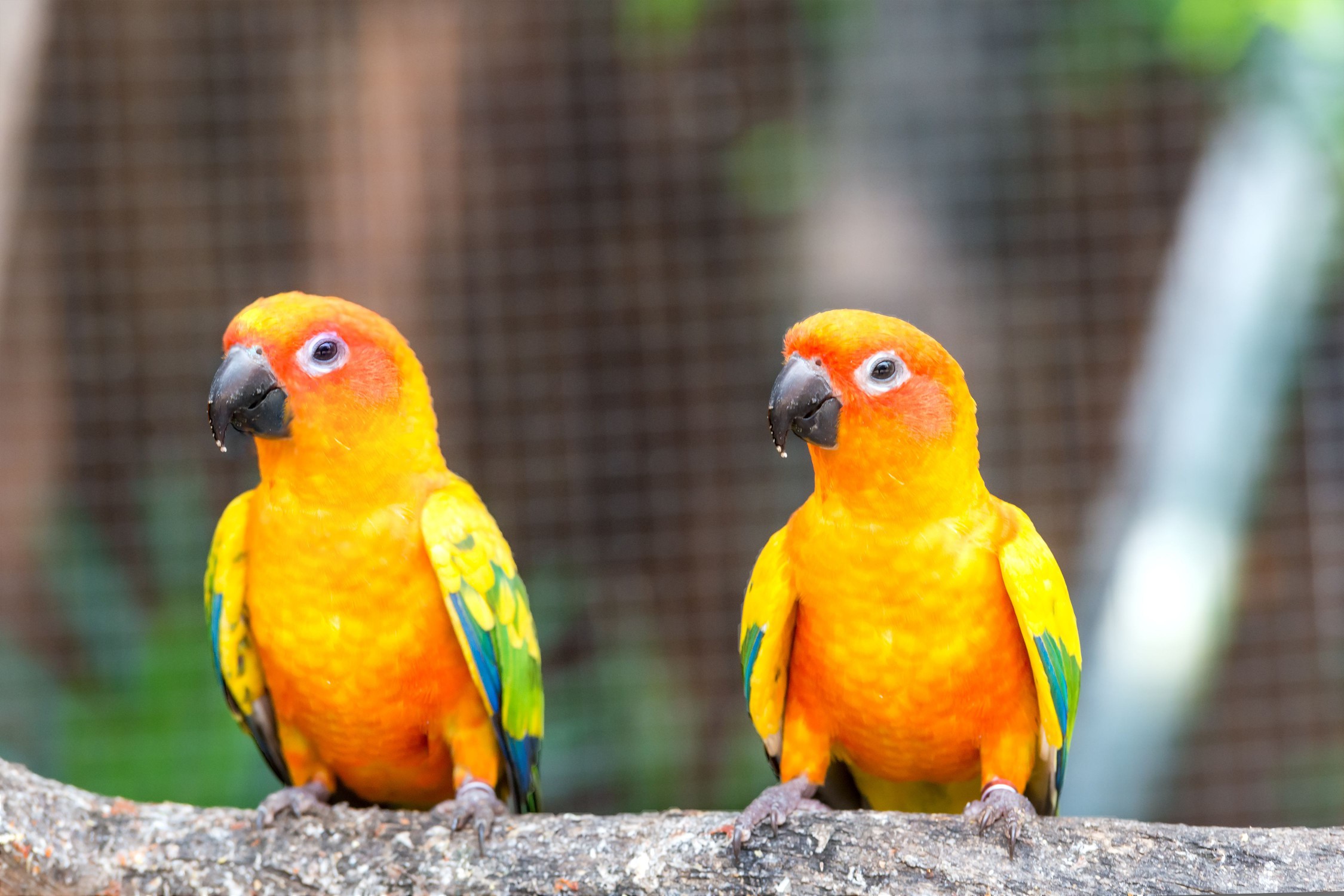 two sun conures