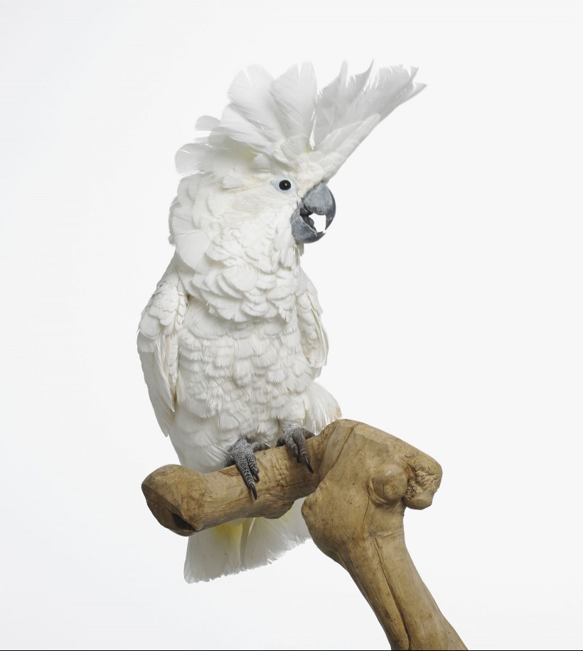 Umbrella cockatoo on a branch with a white background