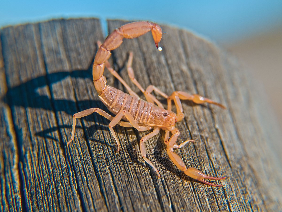 Bark scorpion on a log, Arizona