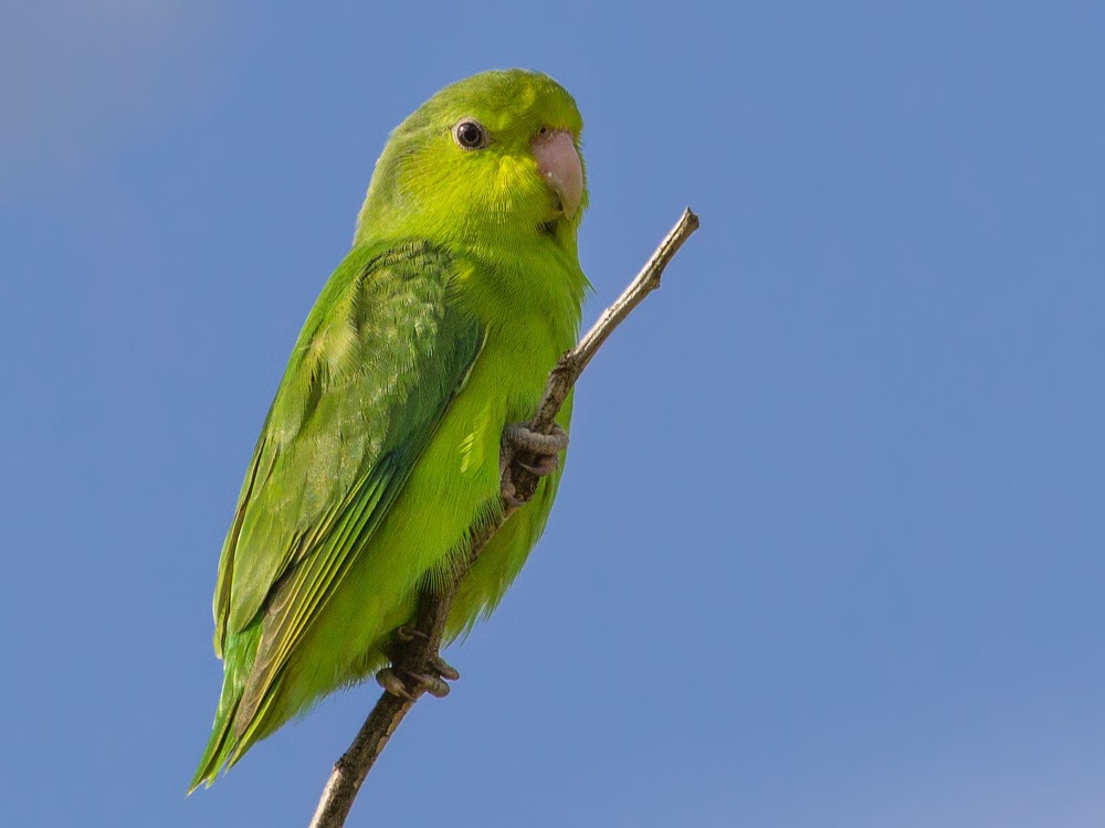 Green parrotlet standing on a branch near the tip