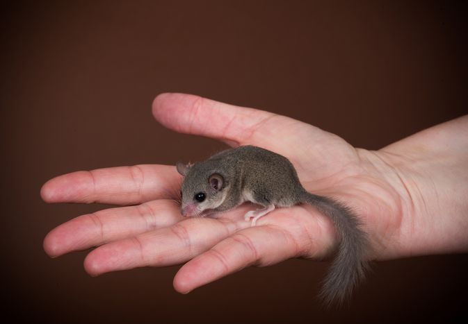 Should You Keep an African Dormouse as a Pet?