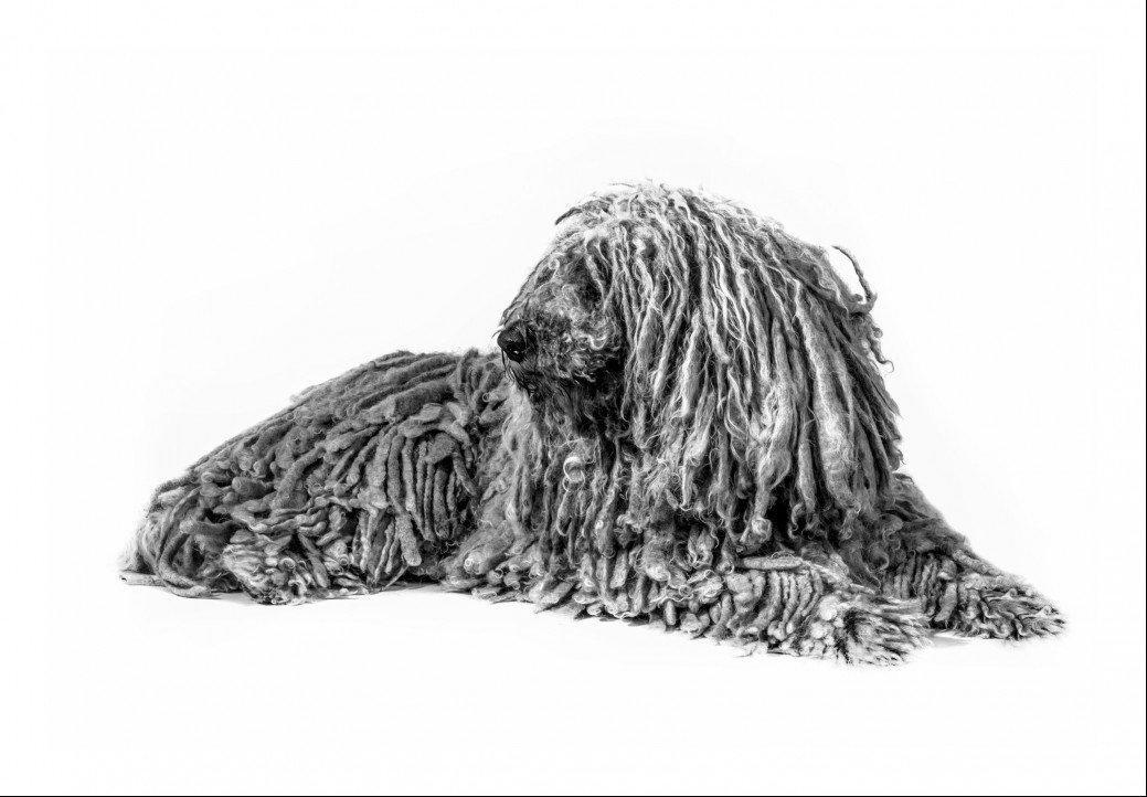 Shaggy Komondor laying down.