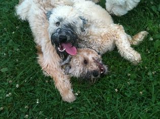 Otterhound: Dog Breed Characteristics & Care