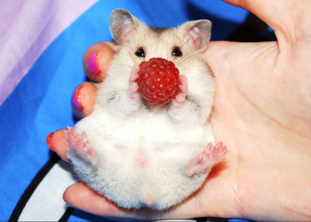 Female Syrian hamster with raspberry in hand