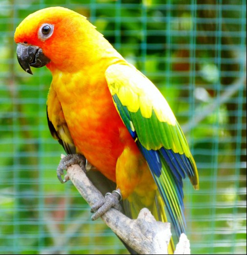 Sun conure