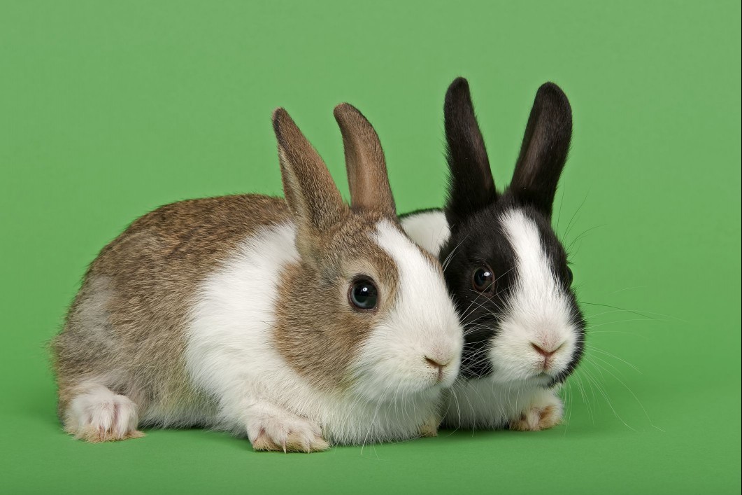 Dutch rabbits
