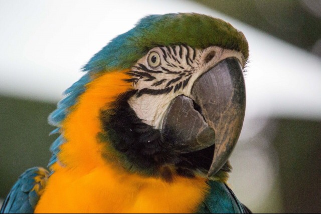 Blue and gold macaw