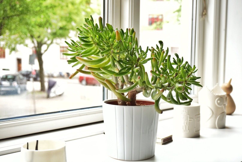 A jade plant on a windowsill