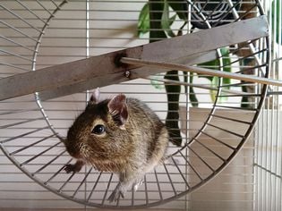 What to Do About Sneezing Hamsters What to Do About Sneezing Hamsters