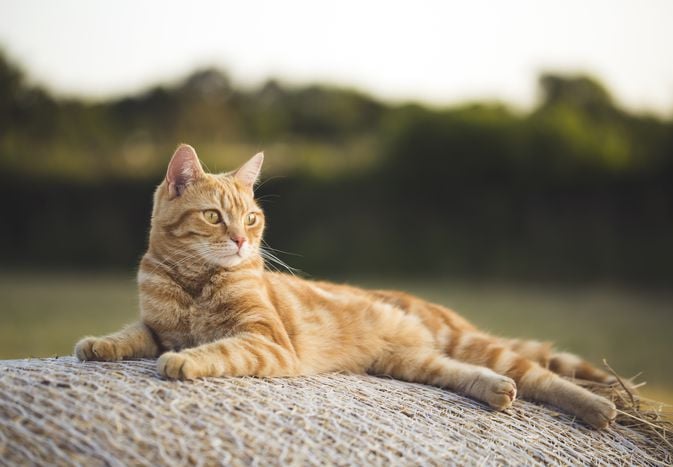 Can Cats Get Sunburn?