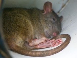 Bumblefoot in Rats