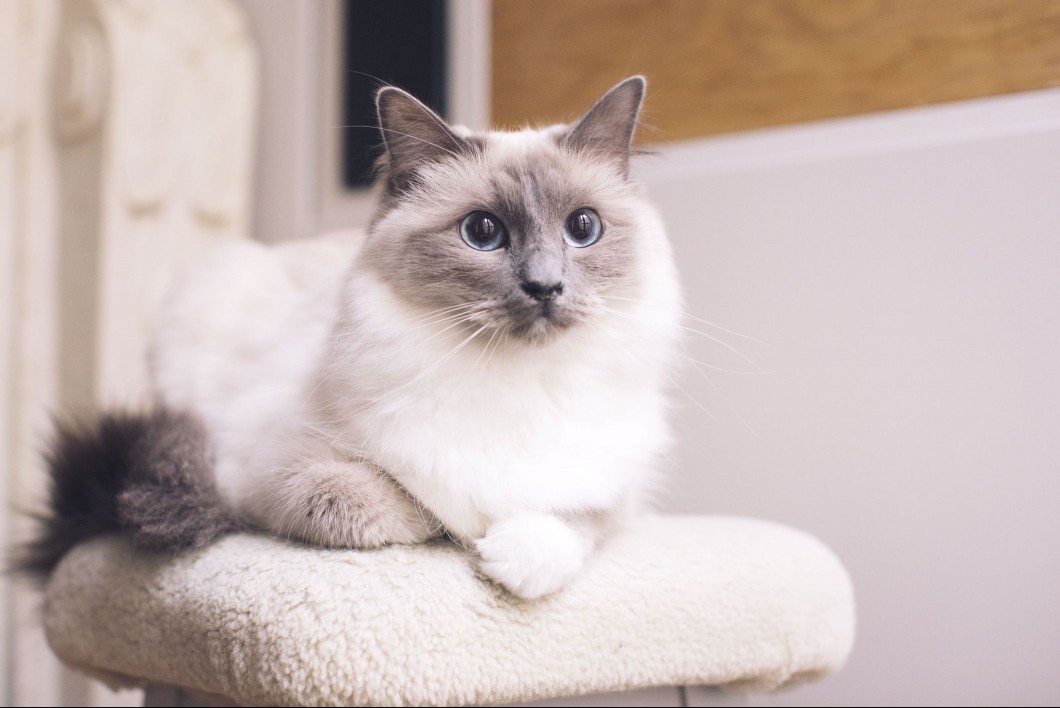 A white fluffy cat with grey markings on its tail, ears, and face sitting on a white cat tree.