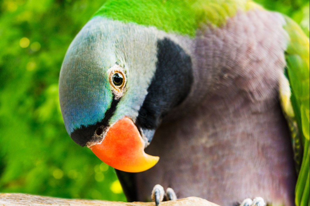 Male Derbyan parakeet with orange and yellow beak.