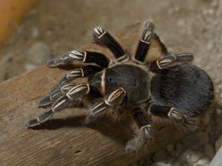 How to Care for a Pet Costa Rican Zebra Tarantula How to Care for a Pet Costa Rican Zebra Tarantula