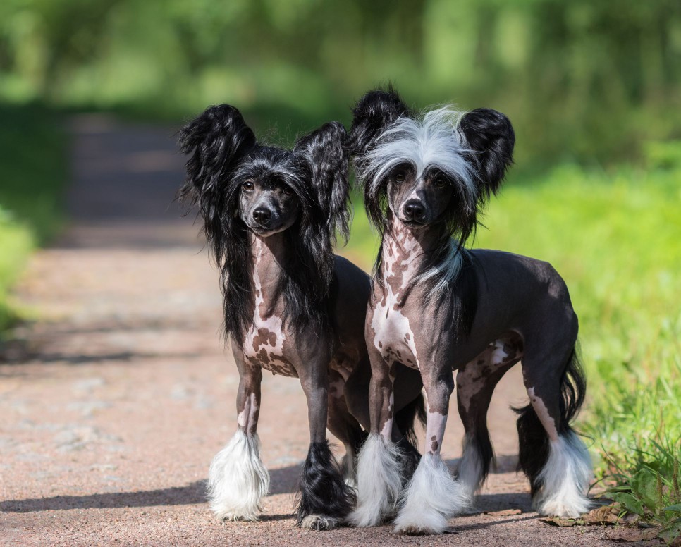 male and female Chinese crested dogs standing on a path surrounded by grass