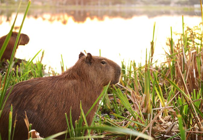 Should You Keep a Capybara as a Pet? Should You Keep a Capybara as a Pet?