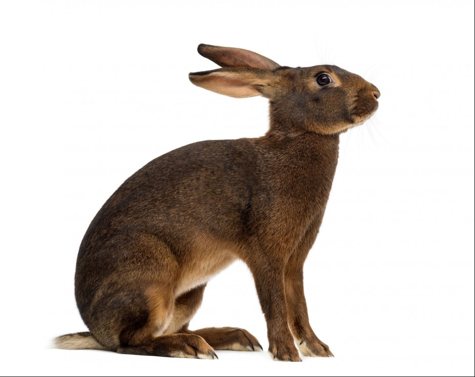 Belgian Hare