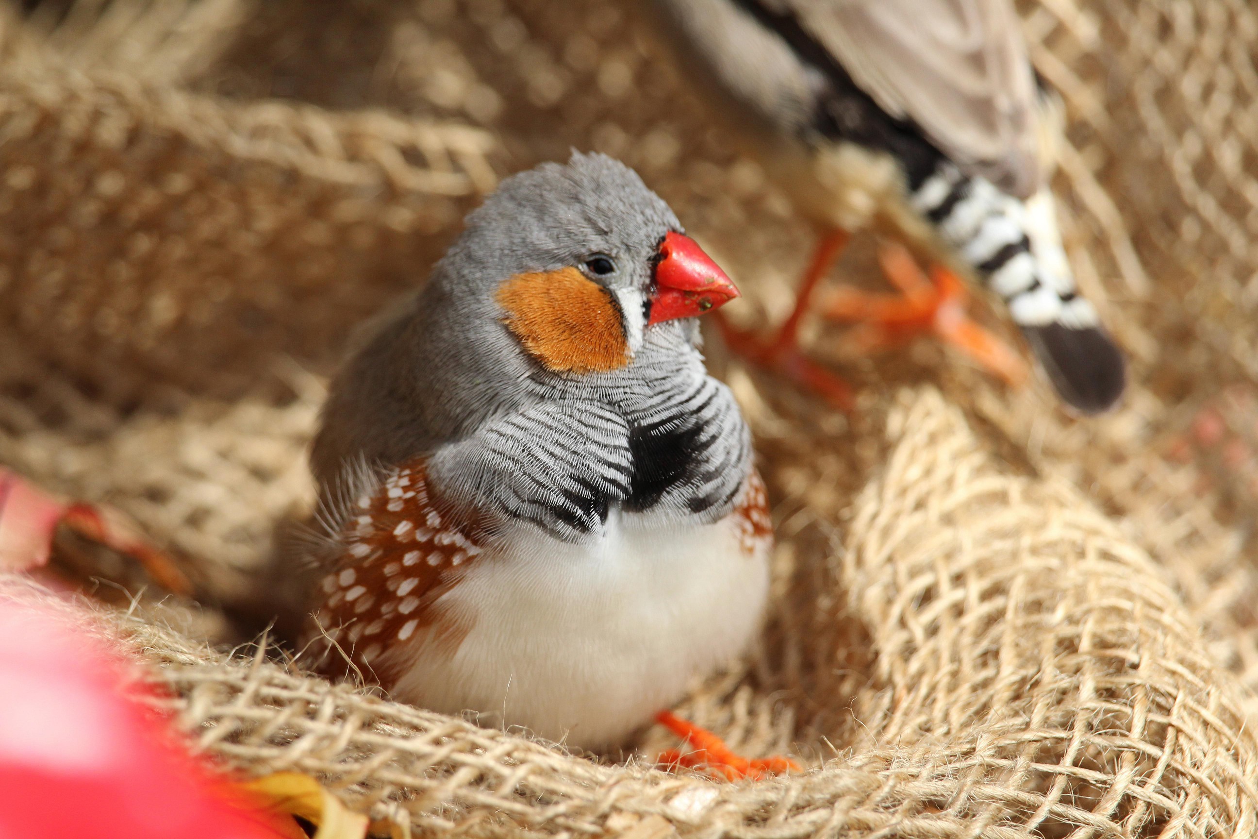 Zebra finch sitting in burlap