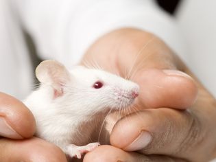 How to Train Your Mouse to Play with You